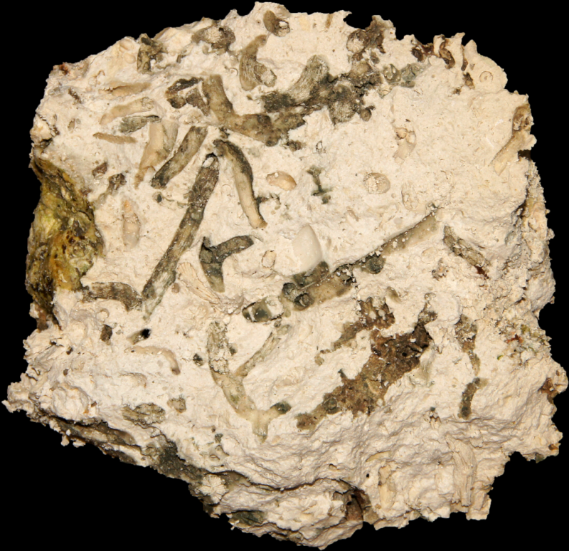 Fossil im Faxekalk: Dendrophyllia