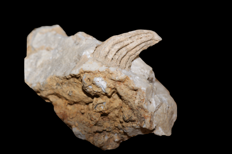 Fossil im Faxekalk: Smilotrochus faxoensis