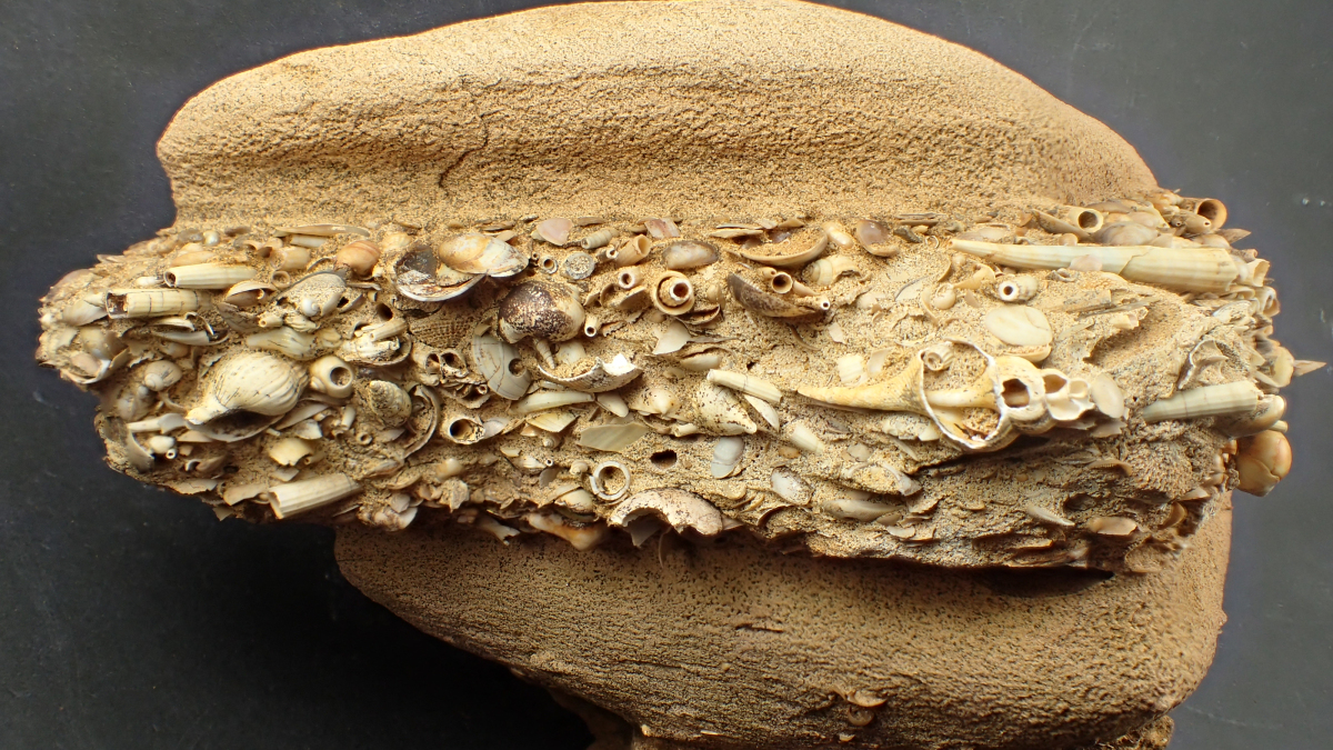Abb. A: Mollusken-Zusammenschwemmung zwischen zwei fast fossilleeren Sandsteinschichten, nach Kalbe & Obst 2015 zum Lithotyp 3 gehörend, L = 81 mm, B = 140 mm.